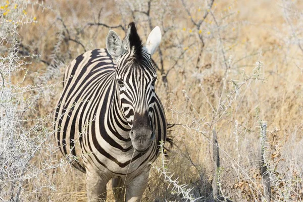 Plains Zebra Eller Burchell Zebra Bushland Etosha Nationalpark Namibia Afrika — Stockfoto