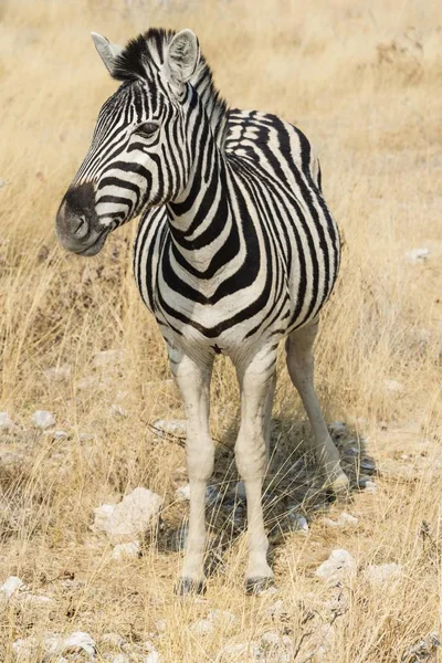 Plains Zebra Vagy Burchell Zebra Bushland Etosha Nemzeti Park Namíbia — Stock Fotó