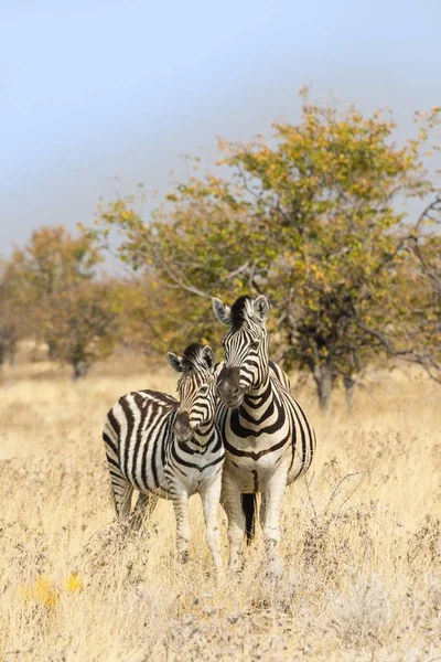 Zwei Plains Zebras Oder Burchells Zebras Mutter Und Fohlen Stehen — Stockfoto