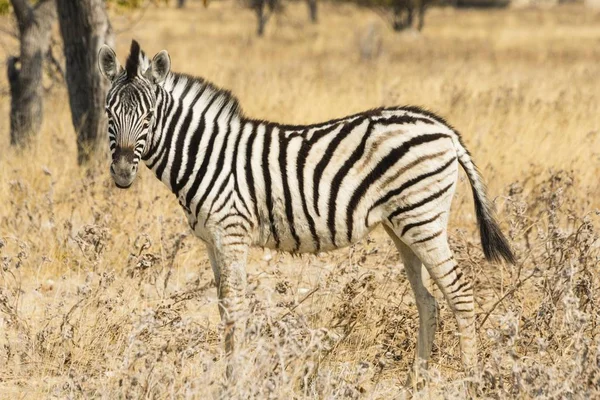 Young Plains Zebra Vagy Burchell Zebra Áll Bushland Etosha Nemzeti — Stock Fotó