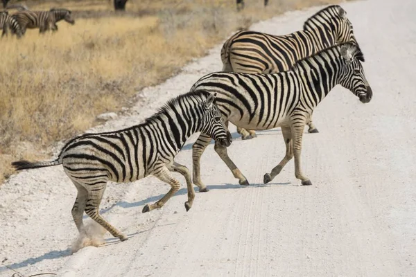 Llanuras Cebras Burchells Cebras Cruzando Una Carretera Parque Nacional Etosha —  Fotos de Stock