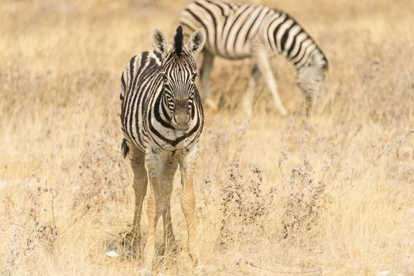 纳米比亚 埃托沙国家公园 小平原斑马或Burchell斑马站在干草中 — 图库照片