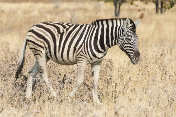 Young Plains Zebra Burchell Zebra Parque Nacional Etosha Namibia África —  Fotos de Stock