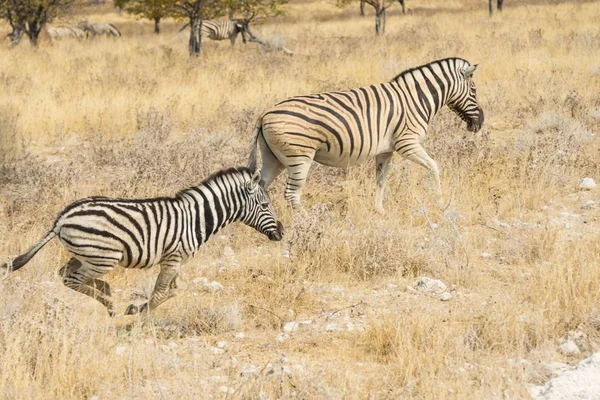 Plains Zebras Lub Burchell Zebras Etosha National Park Namibia Africa — Zdjęcie stockowe