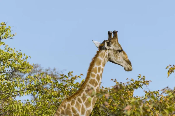 Girafa Parque Nacional Etosha Namíbia África — Fotografia de Stock