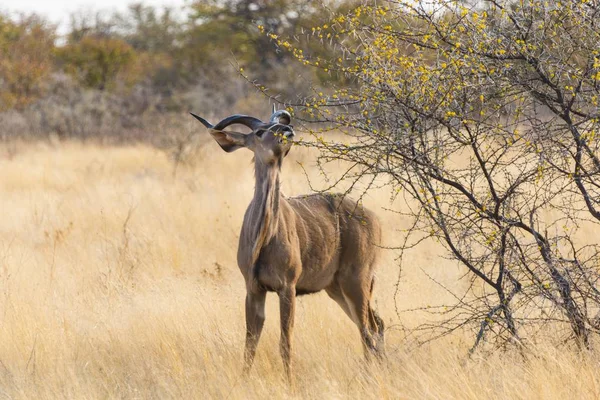 Vista Panoramica Del Greater Kudu Parco Nazionale Etosha Namibia Africa — Foto Stock