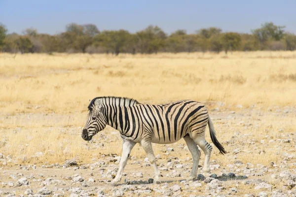 Burchell Zebra Caminando Por Estepa Seca Parque Nacional Etosha Namibia — Foto de Stock