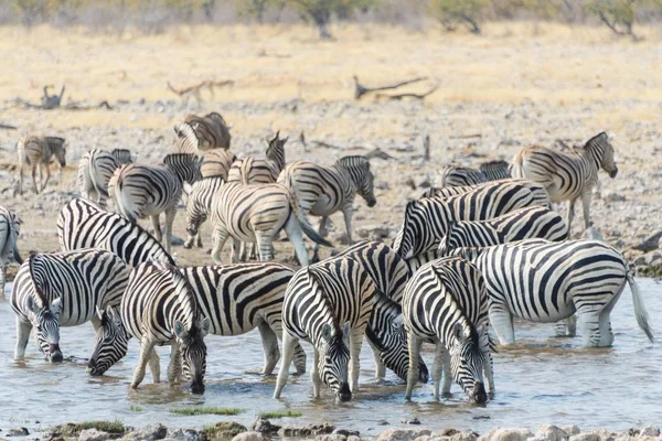 Csorda Burchell Zebrák Waterhole Etosha Nemzeti Park Namíbia Afrika — Stock Fotó