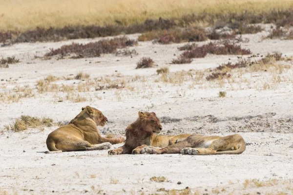 Левиця Краю Етоша Пан Етоша Національний Парк Намібія Африка — стокове фото