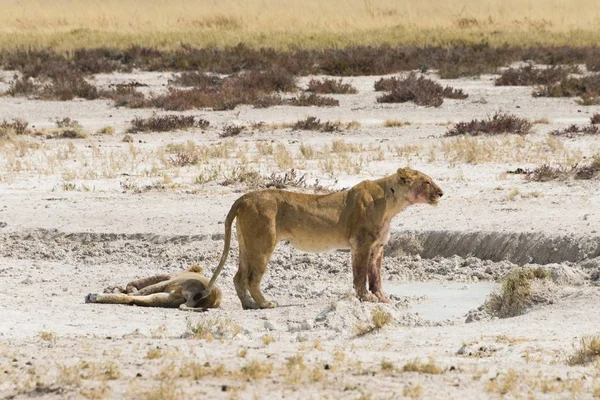 エトシャパンの端のライオン エトシャ国立公園 ナミビア アフリカ — ストック写真