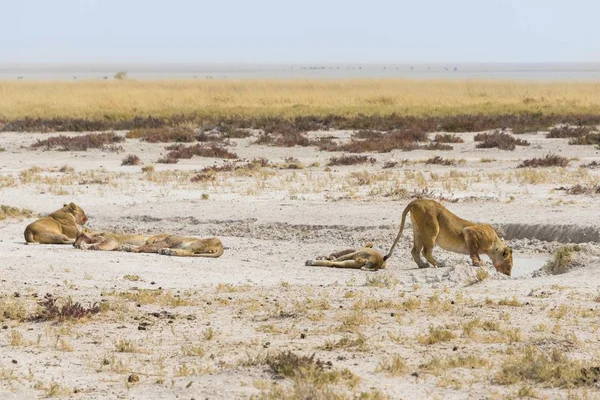 Leonessa Che Beve Una Pozza Acqua Margini Della Etosha Pan — Foto Stock