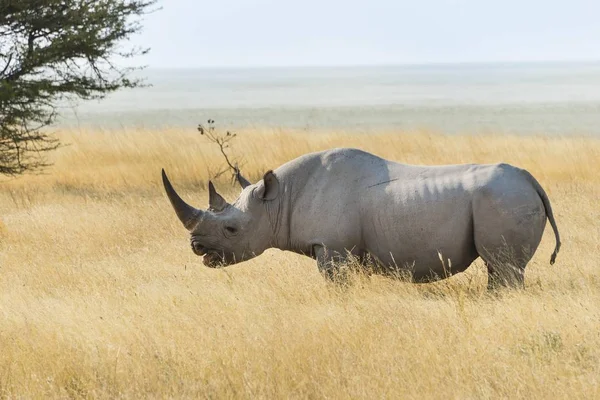 Rinoceronte Negro Pastando Borda Panela Etosha Parque Nacional Etosha Namíbia — Fotografia de Stock