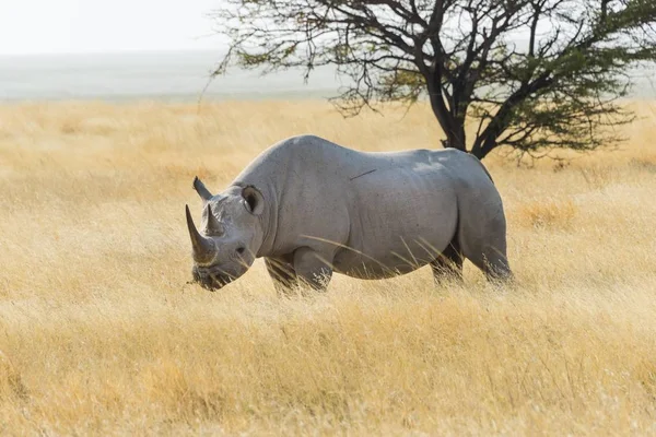 Black Rhino Grazing Edge Etosha Pan Etosha National Park Namibia — Stock Photo, Image
