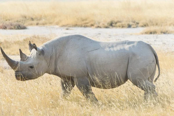 Rinoceronte Negro Caminando Través Hierba Seca Parque Nacional Etosha Namibia —  Fotos de Stock