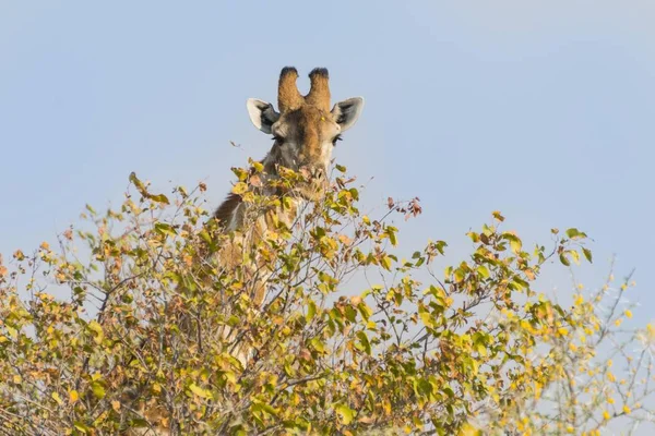 Girafe Derrière Camélio Parc National Etosha Namibie Afrique — Photo