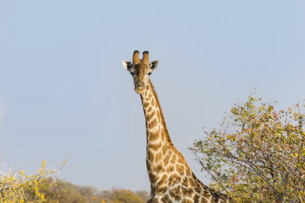 Giraffe Standing Etosha National Park Namibia Africa — Stock Photo, Image