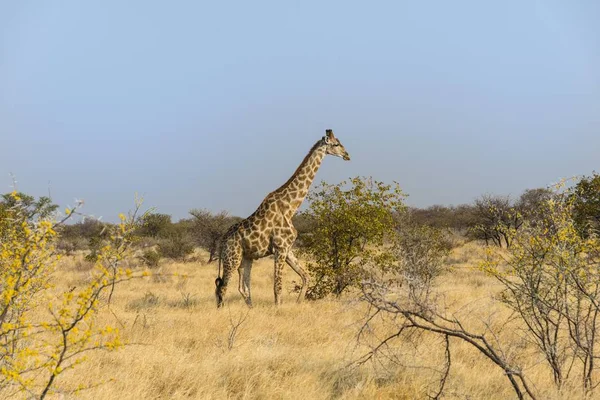 Zürafa Etosha Ulusal Parkı Nda Duruyor Namibya Afrika — Stok fotoğraf