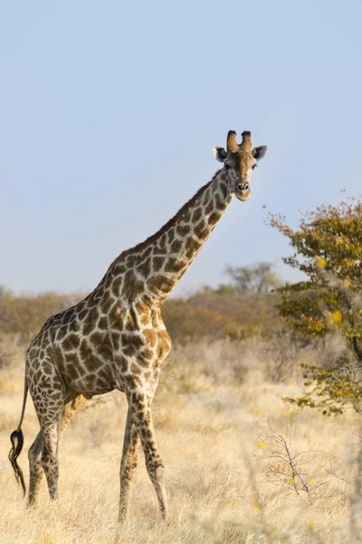 Giraffa Piedi Parco Nazionale Etosha Namibia Africa — Foto Stock