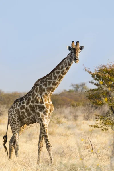 Girafa Parque Nacional Etosha Namíbia África — Fotografia de Stock