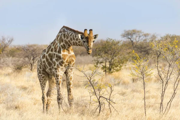 Zsiráf Etetés Camelthorn Bokor Etosha Nemzeti Park Namíbia Afrika — Stock Fotó