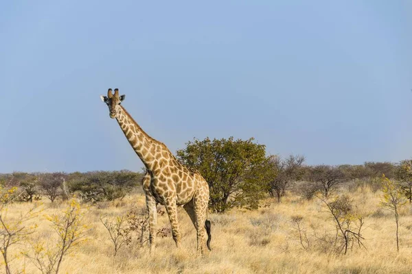 Giraffe Národním Parku Etosha Namibii Afrika — Stock fotografie