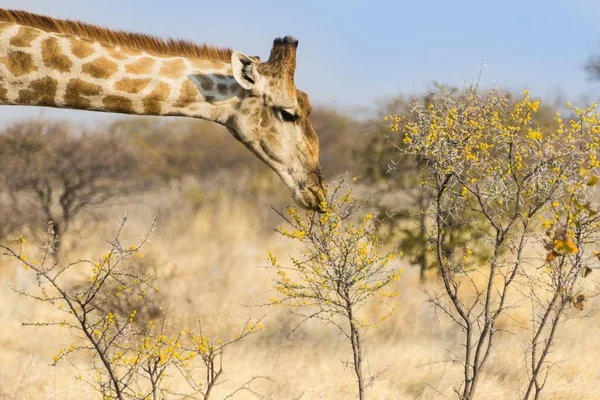 Giraffe Feeding Camelthorn Bush Etosha National Park Namibia Africa — Stock Photo, Image