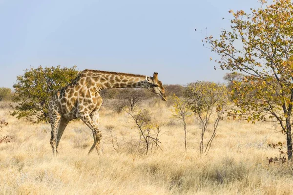 Zsiráf Etosha Nemzeti Parkban Namíbia Afrika — Stock Fotó