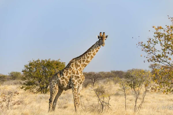 Girafa Parque Nacional Etosha Namíbia África — Fotografia de Stock