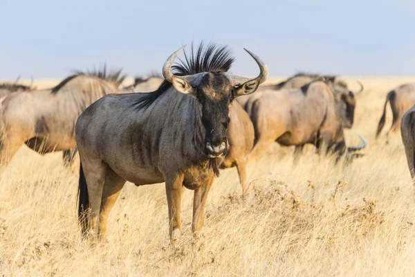 Wildebeest Groep Steppe Gras Etosha National Park Namibië Afrika — Stockfoto