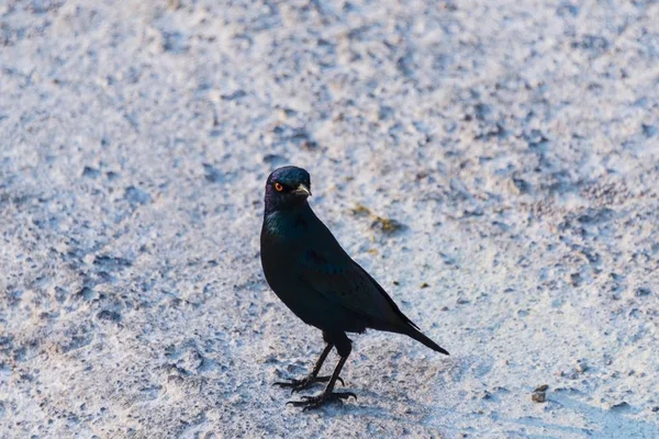 Cape Starling Ptak Widok Zbliżenie — Zdjęcie stockowe