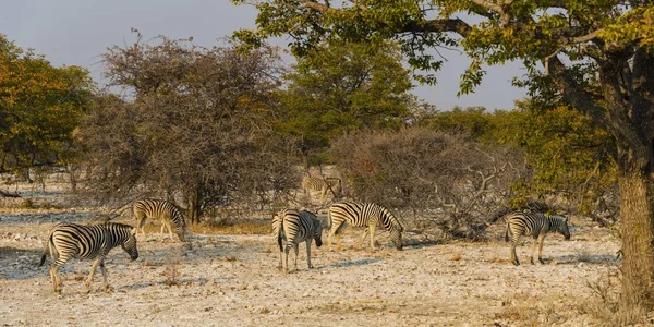 Burchell Zebras Herd Bushland Etosha National Park Namibia Africa — Stok fotoğraf