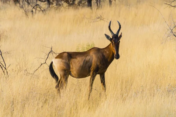 Alcelafo Rosso Nell Erba Secca Parco Nazionale Etosha Namibia Africa — Foto Stock