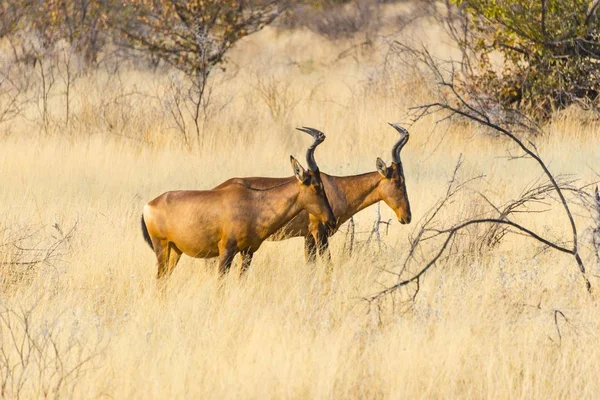 Alcelafo Rosso Nell Erba Secca Parco Nazionale Etosha Namibia Africa — Foto Stock