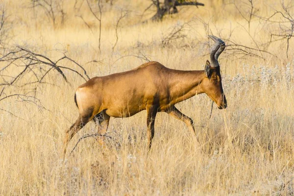 Alcelafo Rosso Erba Parco Nazionale Etosha Namibia Africa — Foto Stock