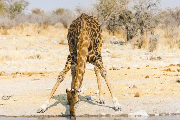 Giraffe Trinkt Kalkheuwel Waterhole Etosha Nationalpark Namibia Afrika — Stockfoto