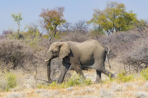 Afrika Fili Vahşi Doğada Çalılıkların Arasında Dolaşıyor — Stok fotoğraf