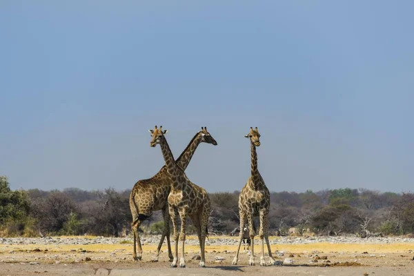 Три Жирафа Водопоя Чудоб Национальный Парк Этоша Намибия Африка — стоковое фото