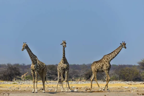 Chudob Birikintisine Zürafa Etosha Ulusal Parkı Namibya Afrika — Stok fotoğraf