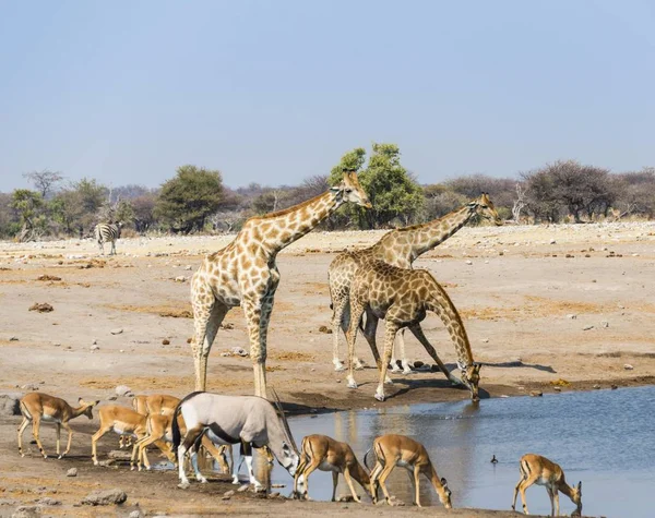 Girafa Gemsbok Black Faced Impala Bebendo Chudob Waterhole Etosha National — Fotografia de Stock