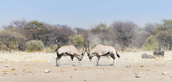 Dois Lutando Gemsboks Natureza Selvagem — Fotografia de Stock