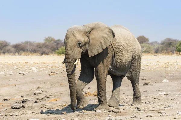 野生自然的丘多普水洞的非洲象 — 图库照片
