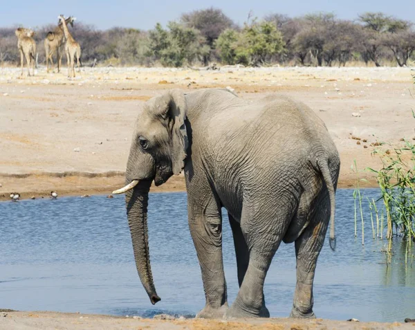 Słoń Afrykański Chudop Waterhole Widok Tyłu — Zdjęcie stockowe