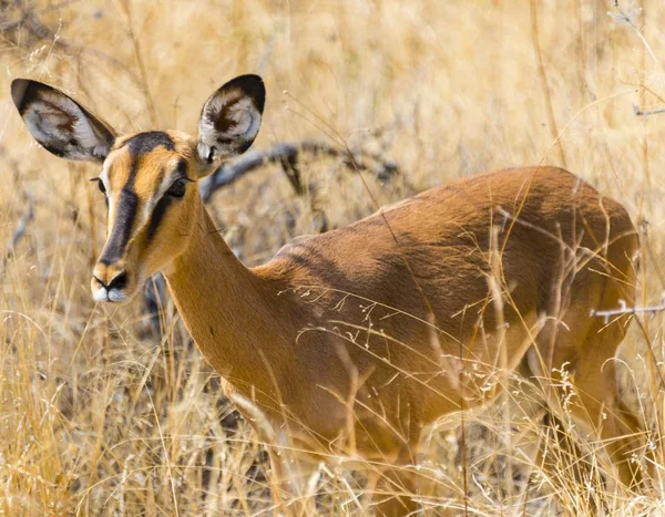 Zwarte Geconfronteerd Impala Het Hoge Gras Wilde Natuur — Stockfoto