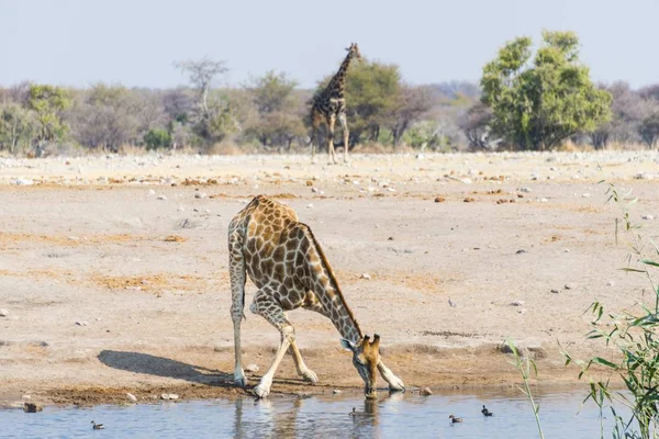 Giraffe Pije Chudobský Vodní Díře Národní Park Etosha Namibie Afrika — Stock fotografie