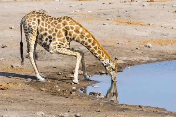 Giraffa Che Beve Alla Pozza Acqua Chudob Parco Nazionale Etosha — Foto Stock