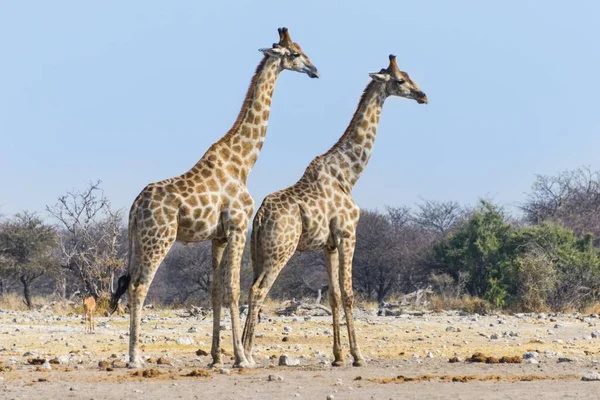Жирафы Национальном Парке Этоша Намибия Африка — стоковое фото