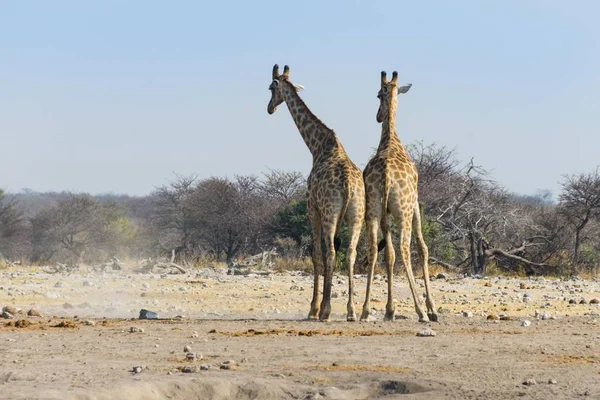 Két Zsirámaszok Harcolnak Egymással Hátulról Etosha Nemzeti Park Namíbia Afrika — Stock Fotó