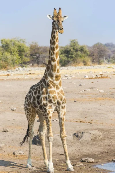 Zsiráf Chudob Vízlyuk Etosha Nemzeti Park Namíbia Afrika — Stock Fotó