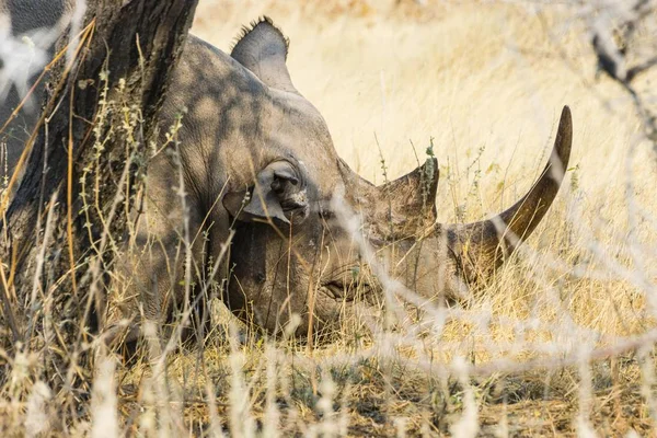 Rinocerii Negri Dorm Camuflați Tufișuri Parcul Național Etosha Namibia Africa — Fotografie, imagine de stoc