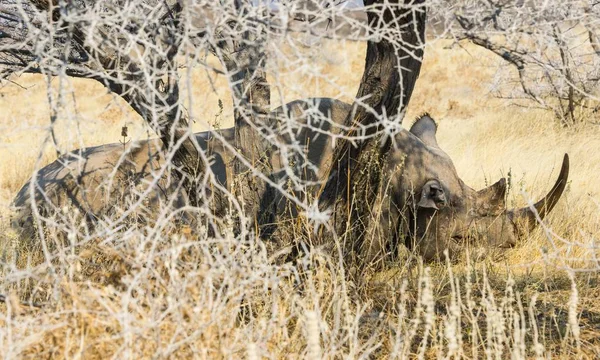 Μαύρος Ρινόκερος Που Κοιμάται Καμουφλαρισμένο Στους Θάμνους Εθνικό Πάρκο Ετίσα — Φωτογραφία Αρχείου